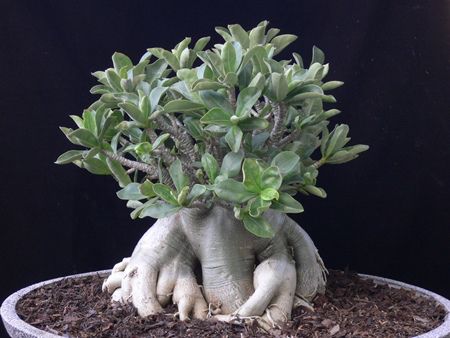 Arabicum Rosa del Desierto Raiz Entrenada para Bonsai