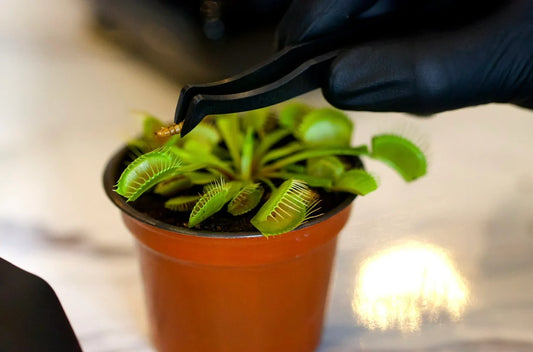 Pinza para Planta Carnívora