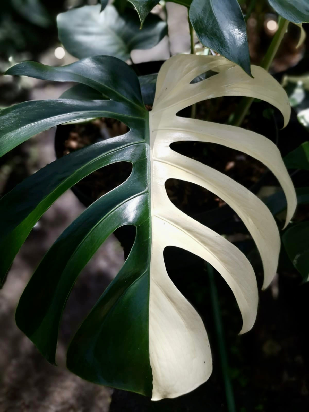 Monstera Deliciosa Albo Borsigiana Japanese White Tiger